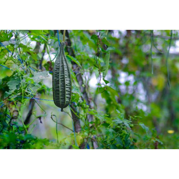 MURAH - BENIH BIJI OYONG GAMBAS PANJANG