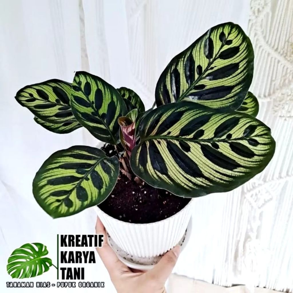 Calathea Makoyana - Tanaman hias calathea makoyana - Kalatea Makoyana