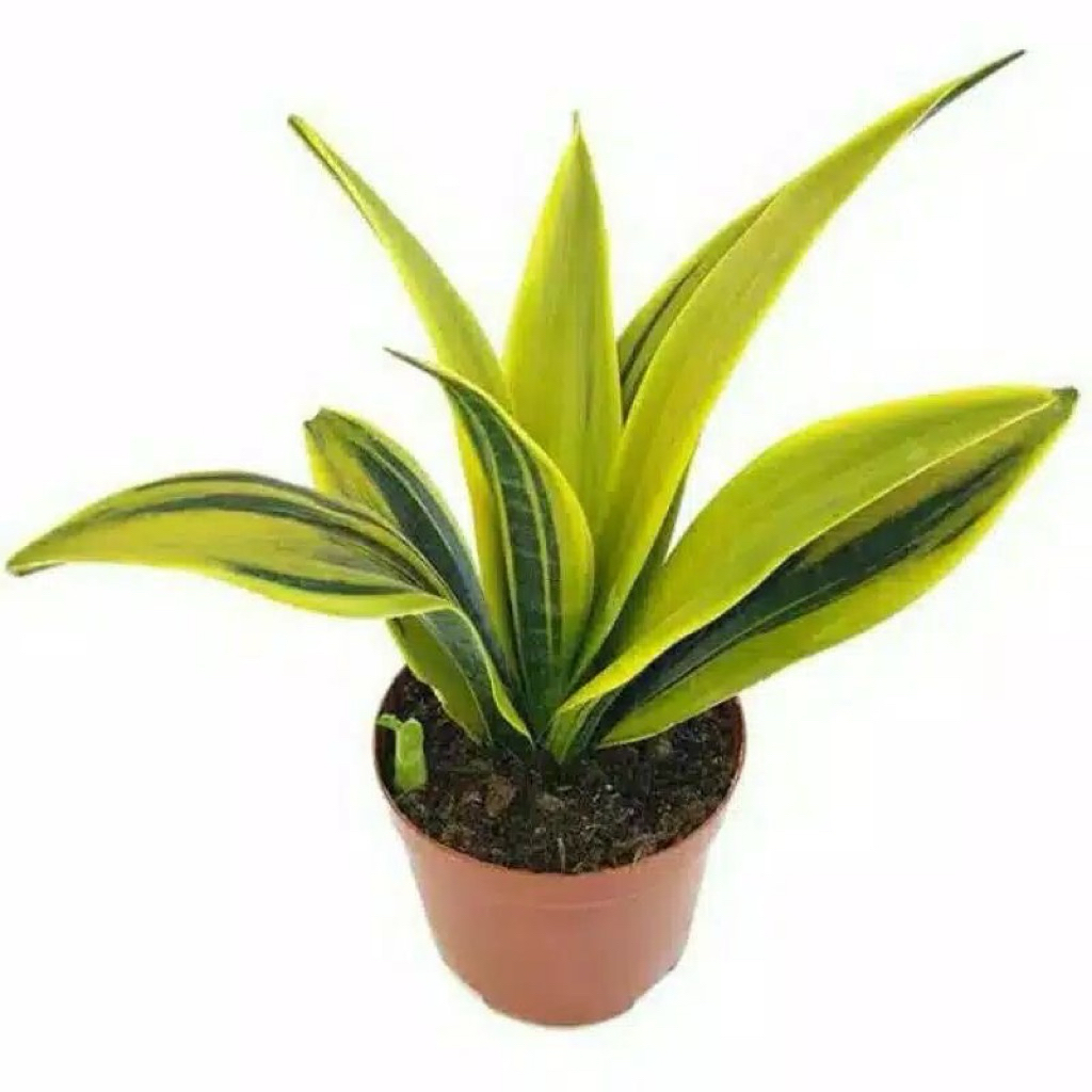 Sansivera Gold Flame Tanaman Hias Sansivera Mini Gold Flame - Tanaman Indoor Sansivera Mini Gold Fla