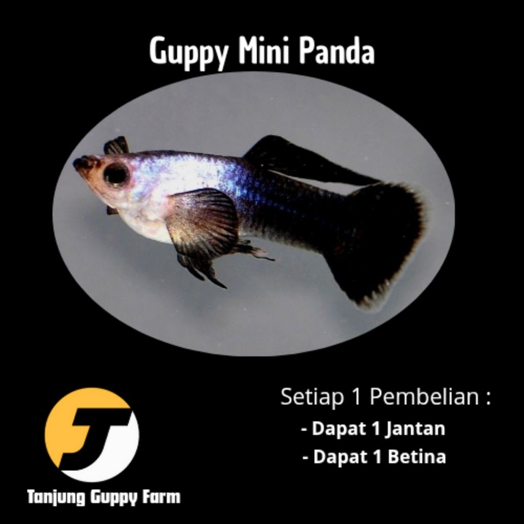 Cendramata Guppy Mini Panda