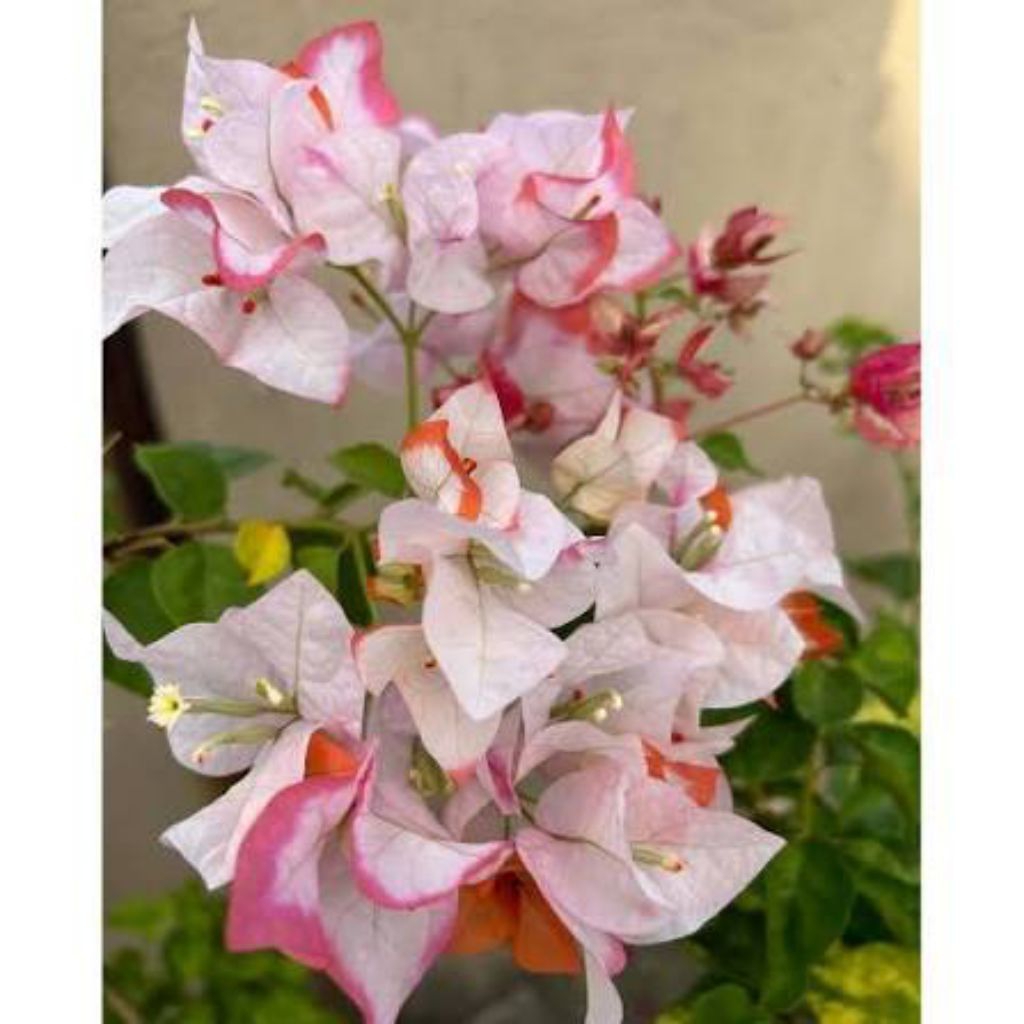 tanaman bugenfil 3-5 warna import