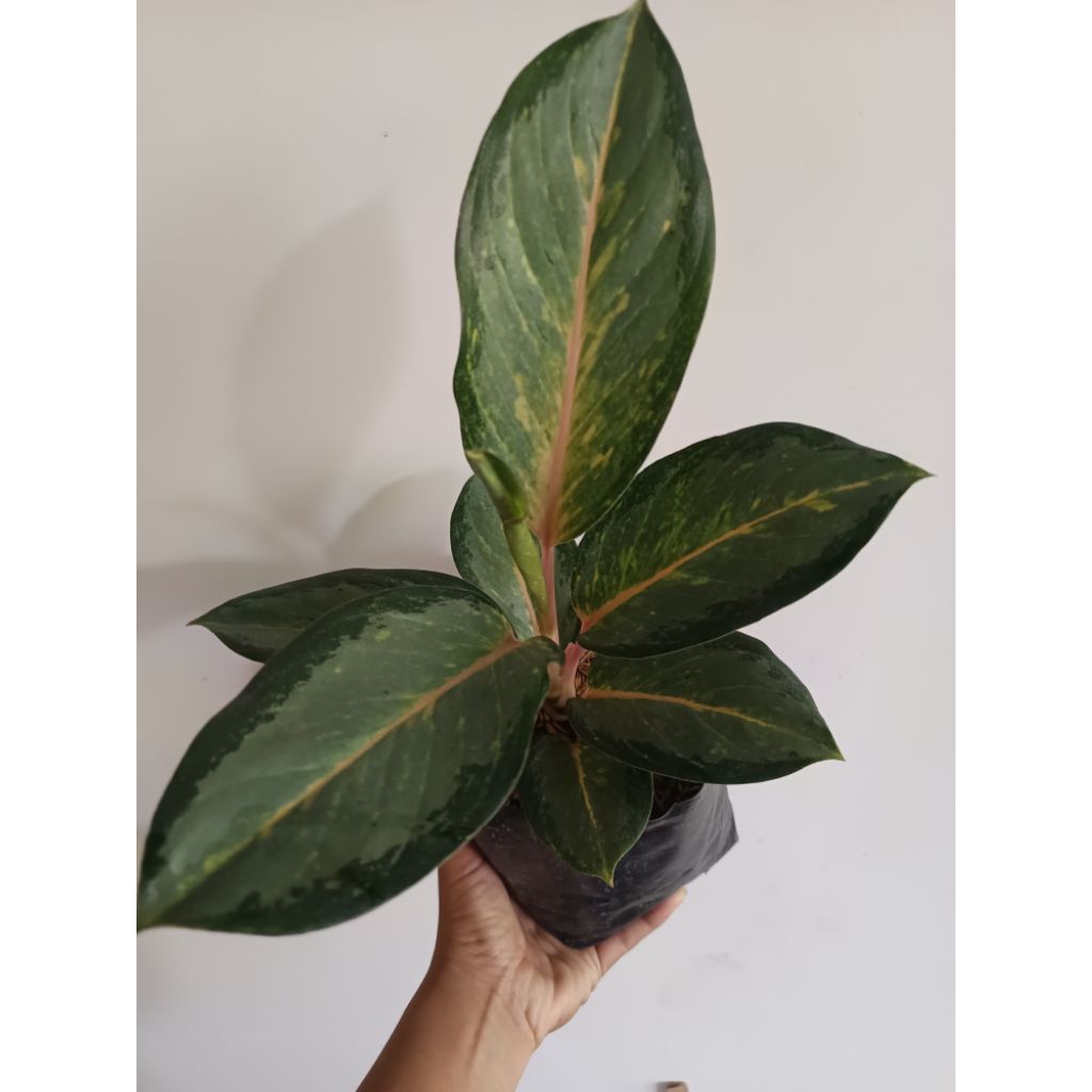 New-Aglonema GOBIN (Aglo jadul- RIMBUN-LANGKA)