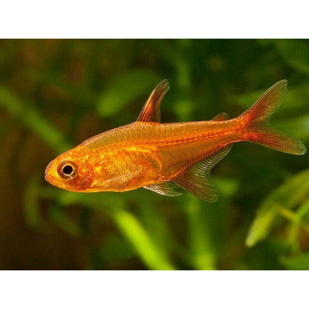 Amandae ember tetra