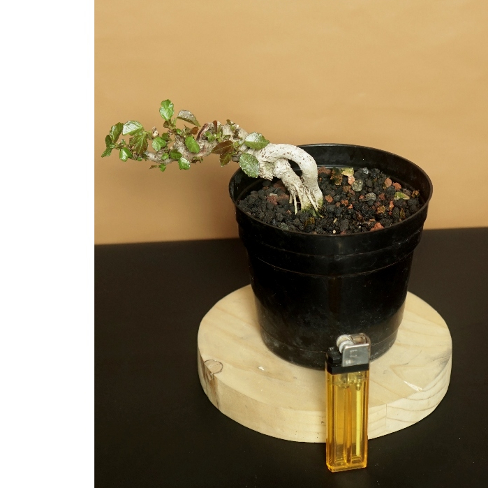 Bahan Bonsai prospek Mame waru merah