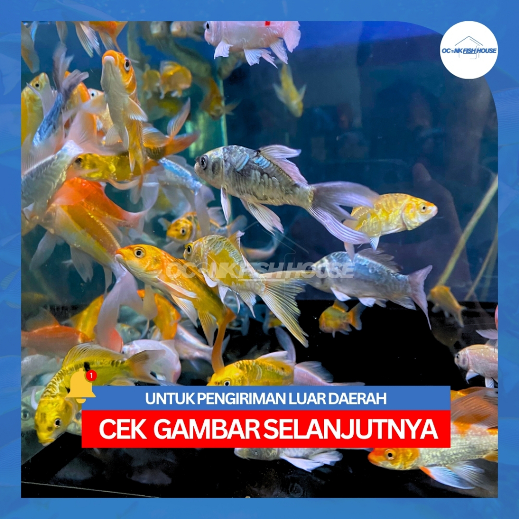 KOI METALIK SLAYER / KOI METALIK KUMPAY