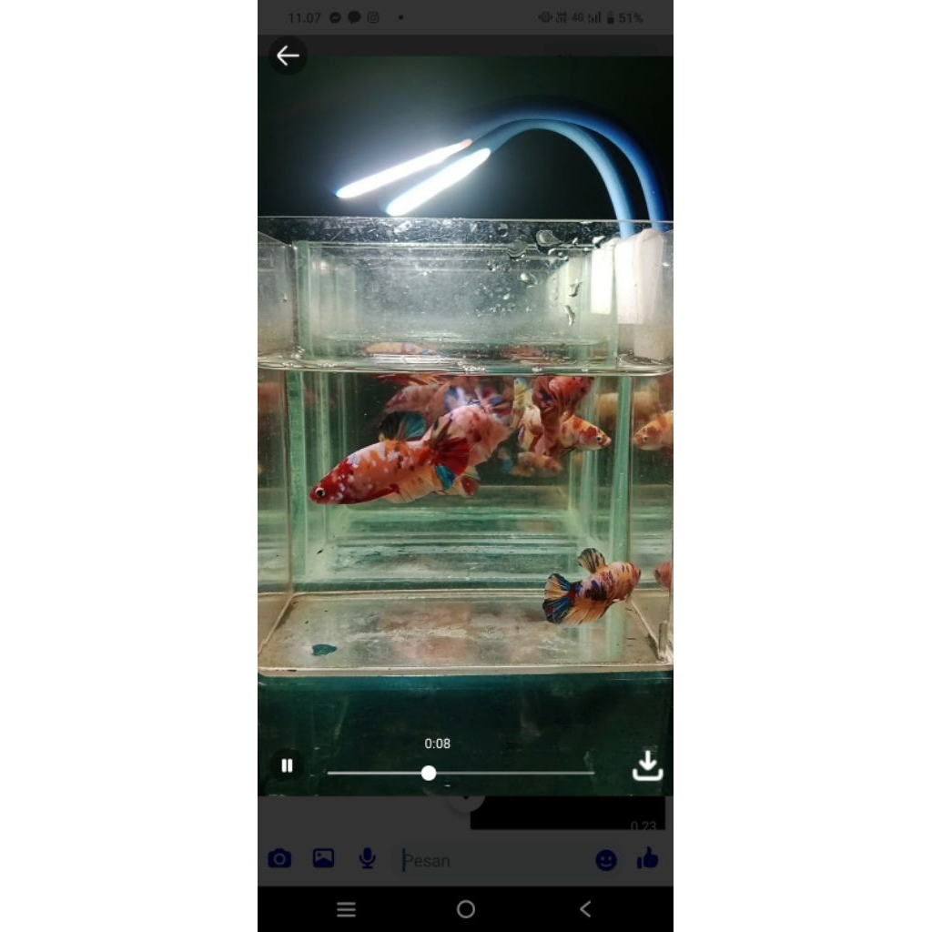 plakat multy colour yellow base