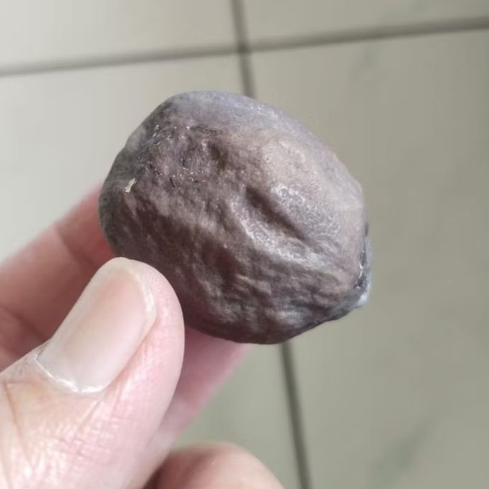 Kemiri Adu Muncang Adu Jayanti Raden Ori Tua Jatuhan