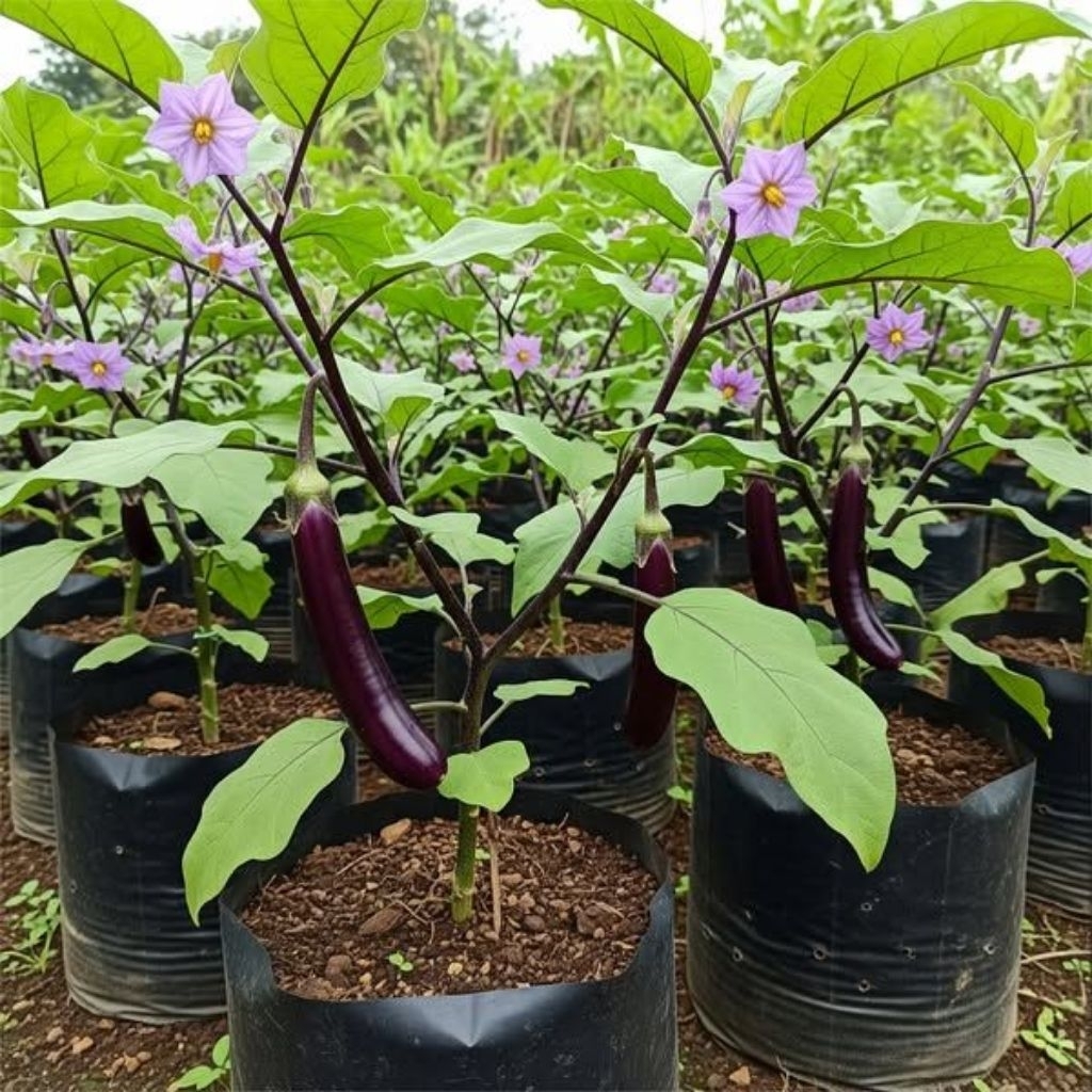 Benih / Biji Terong Ungu yuvita F1