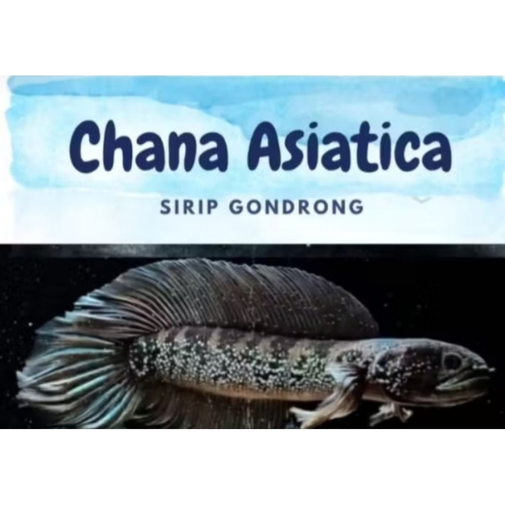 anakan channa asiatica sirip Gondrong