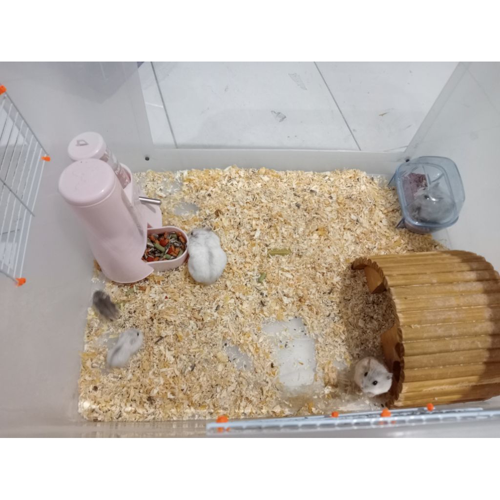 hamster winter white