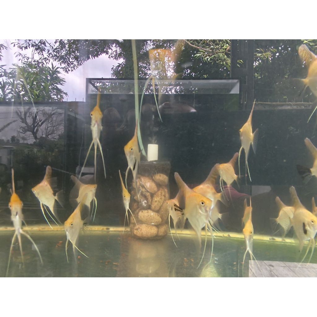 Manfish Golden Angelfish Golden