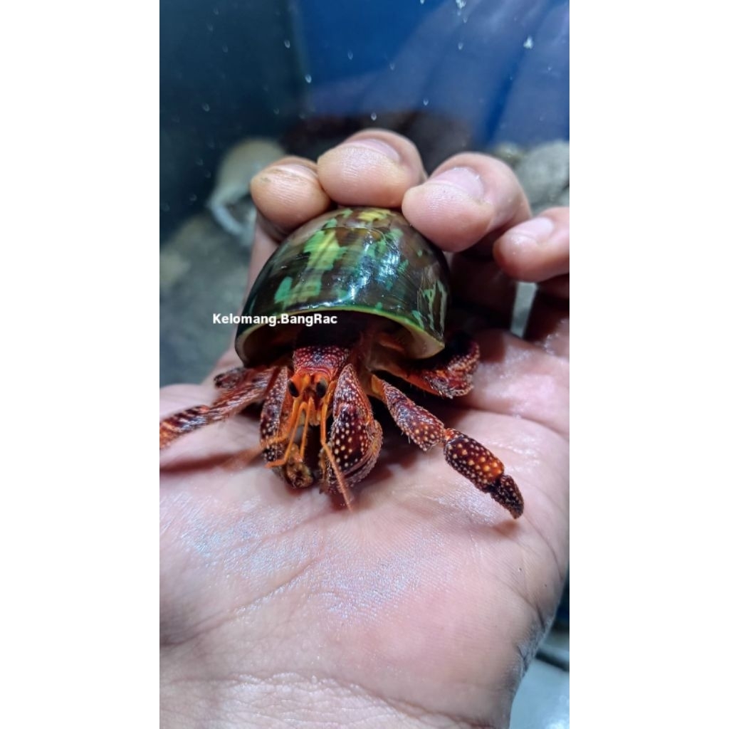 Mainan Edukasi Anak Kelomang Dark Perlatus Size M+ | Dark Perlatus | Kelomang Jumbo | Edukasi Anak |