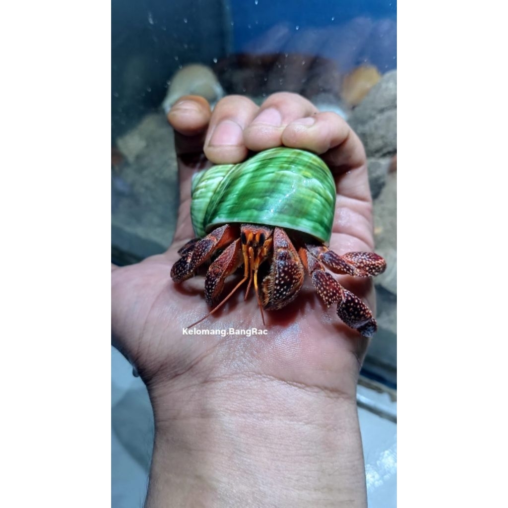 Mainan Edukasi Anak Kelomang Dark Perlatus Size XL | Dark Perlatus | Kelomang Jumbo | Edukasi Anak |