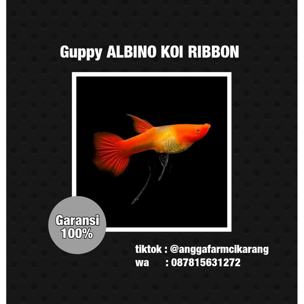 Pakan ikan Guppy Albino Koi Ribbon Long Ear