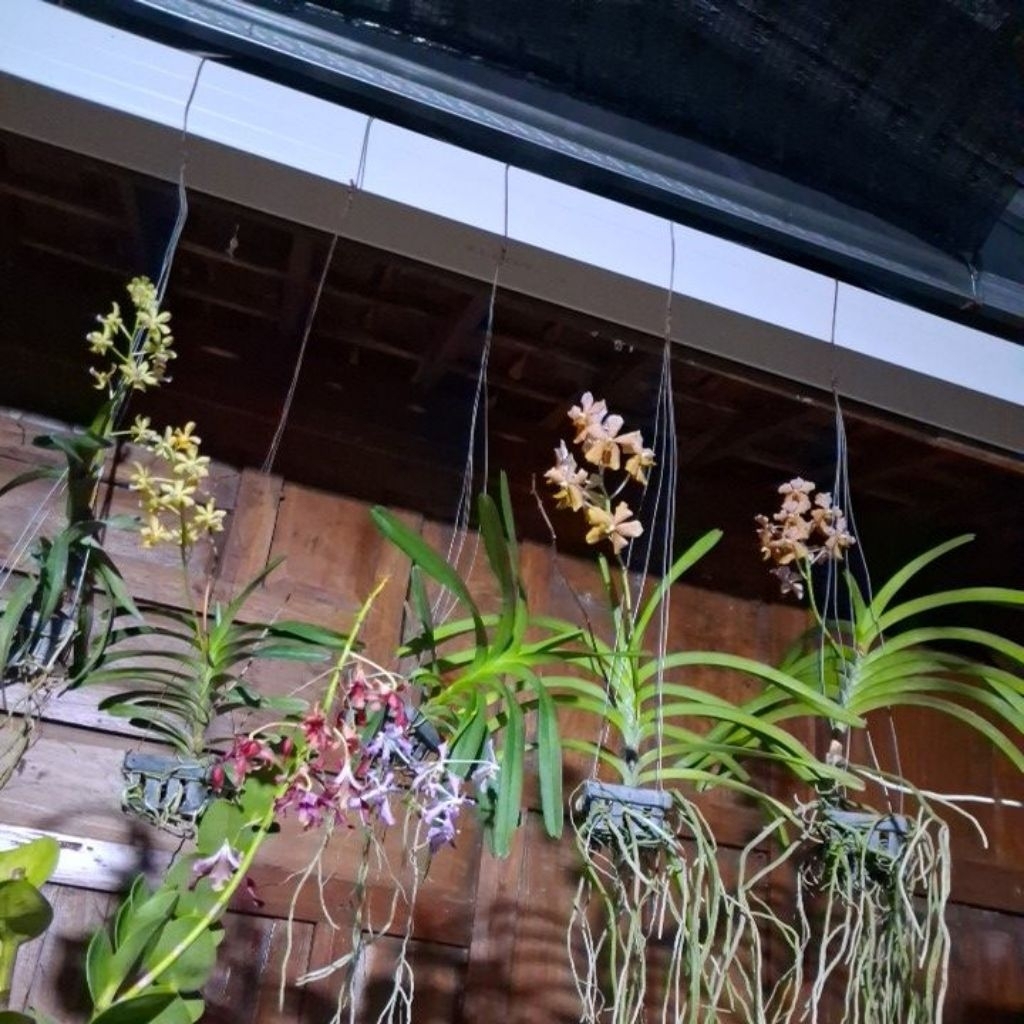 Anggrek Vanda Limbata & Alba