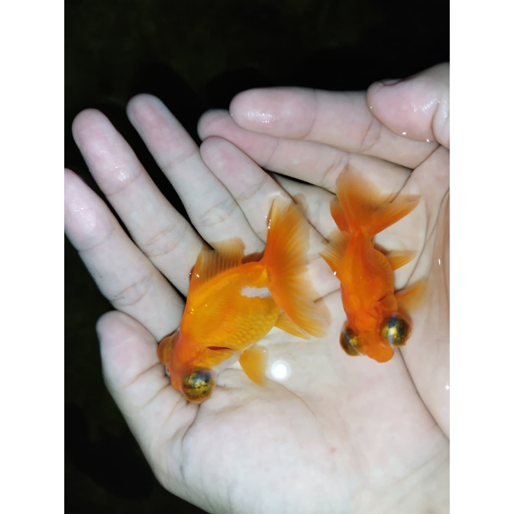 koki demekin 2ekor size 5-7cm