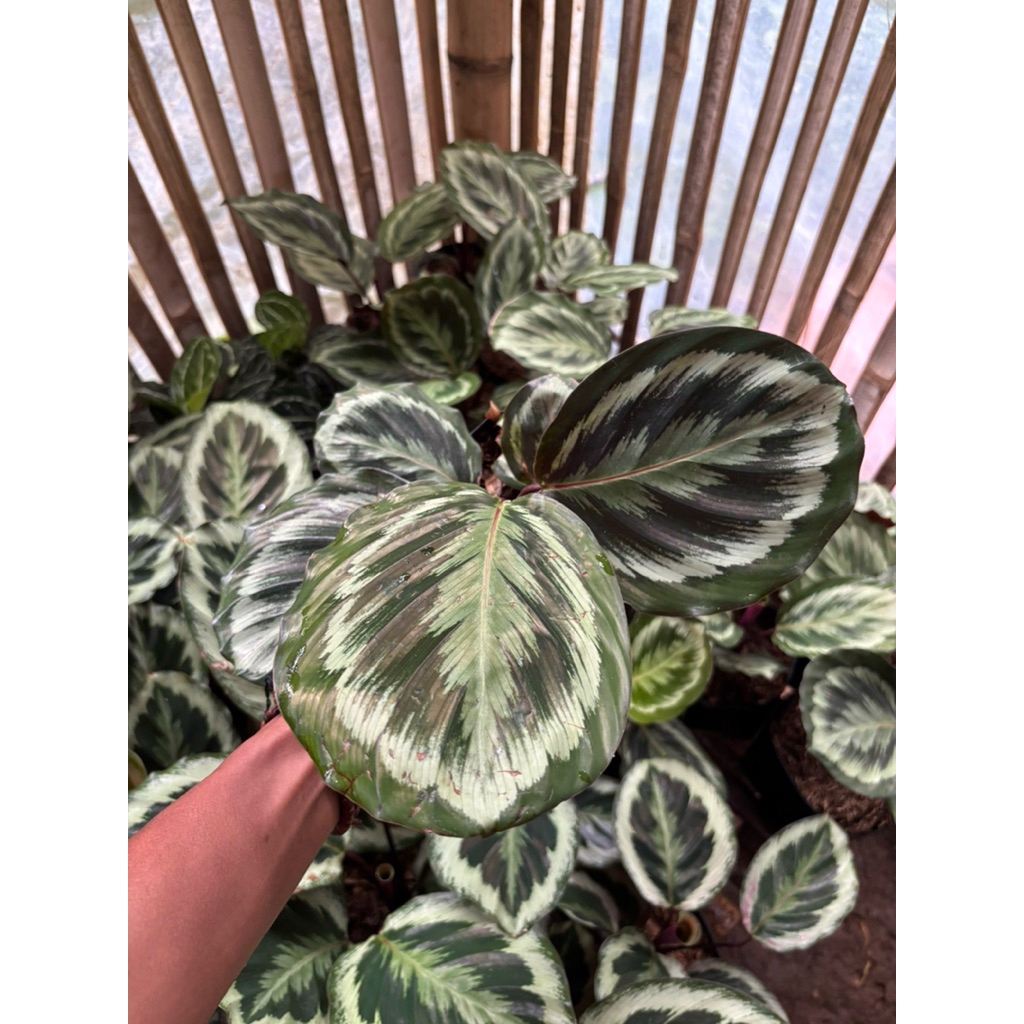 calathea medalion v2