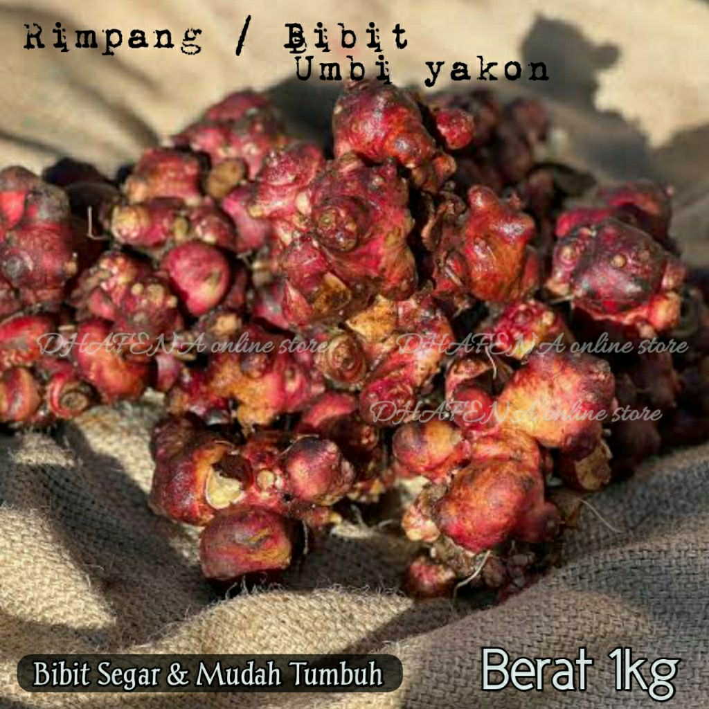 Bibit Rimpang Ubi yakon Asli Wonosobo 1 kg Kualitas Super Termurah Stock Terbatas