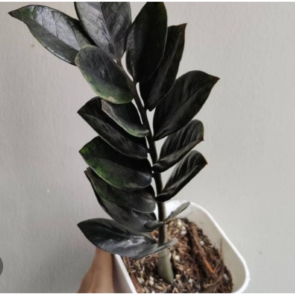 tanaman hias zamia culcas hitam/zamia raven black