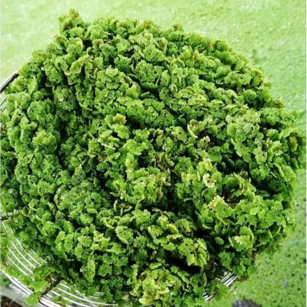 PROMO Bibit Azola 1kg Untuk Pakan Alternatif Peternakan Unggas Maupun ikan Mudah Dibudidayakan Cepat