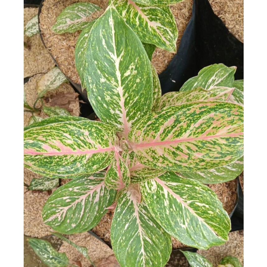 AGLAONEMA "BIDADARI"