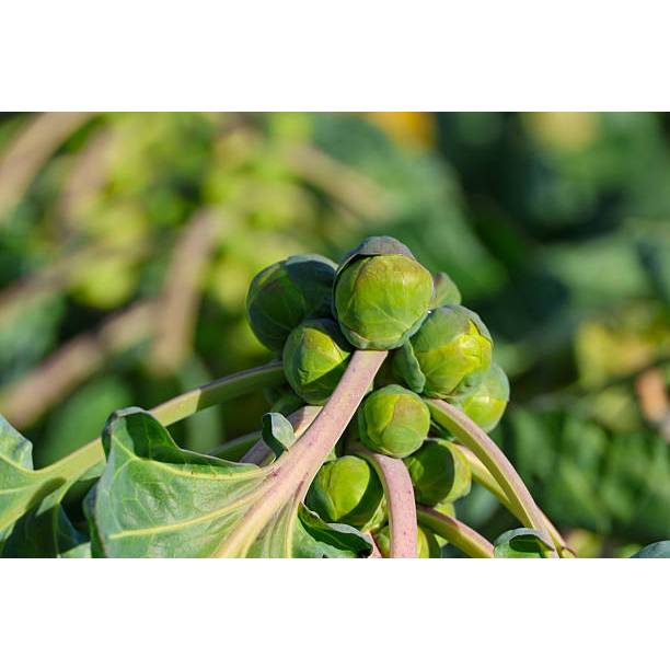 5 Biji Bibit Kubis Mini