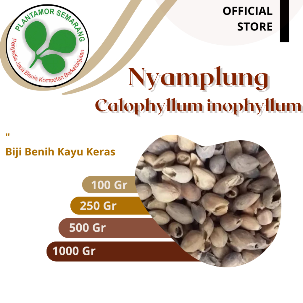 Biji Nyamplung (Calophyllum inophyllum)/ Biji Kayu Keras Reklamasi