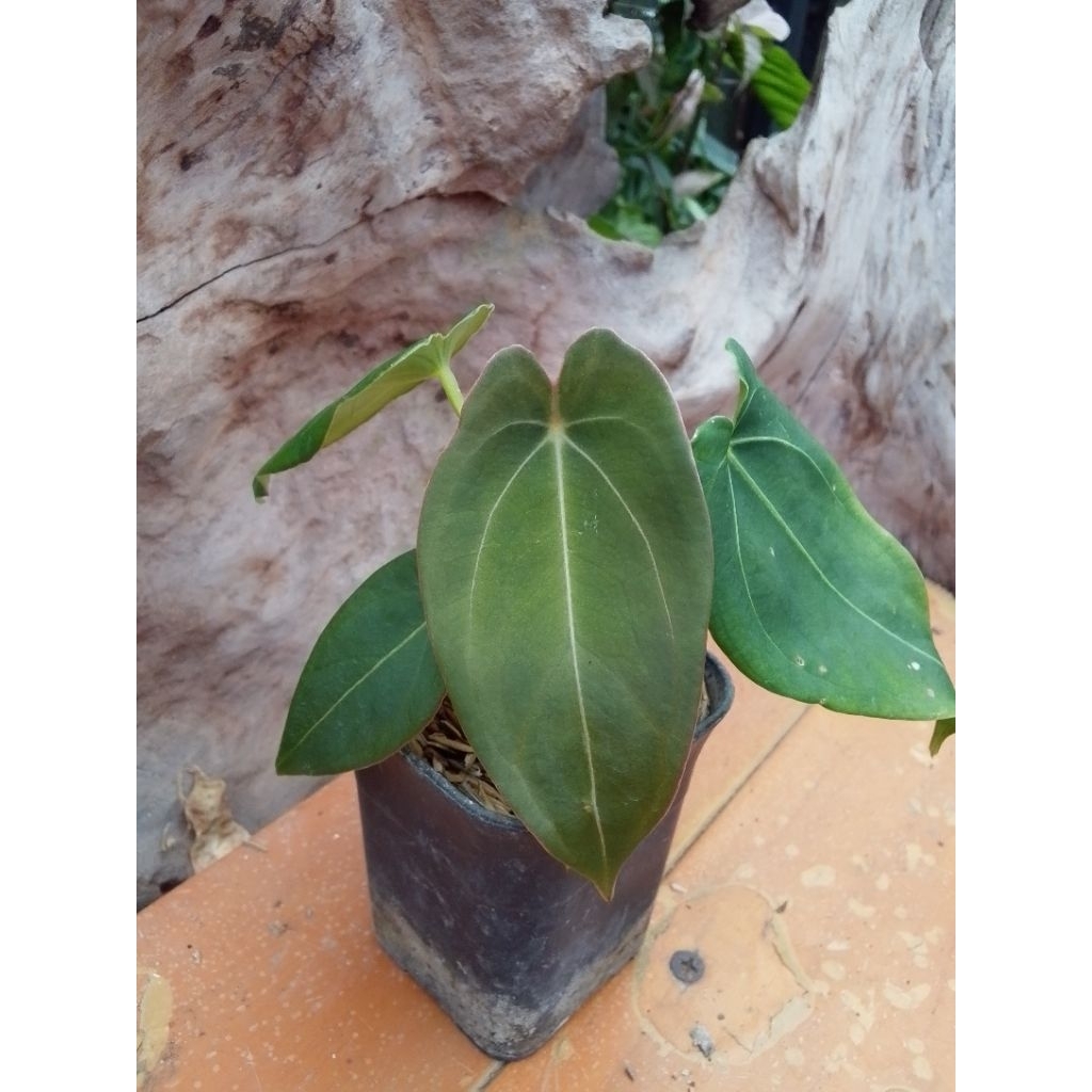 kuping gajah forgetii