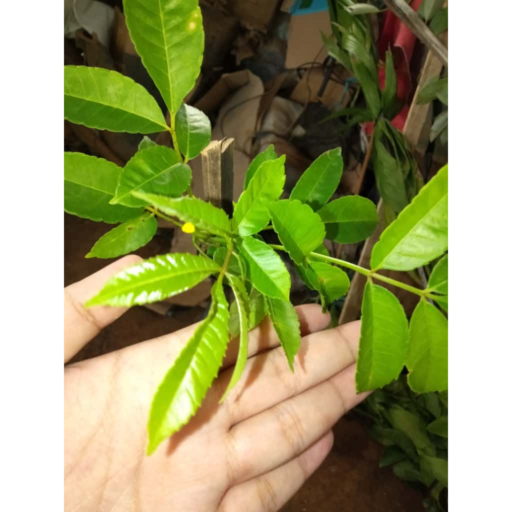 Bibit Tanaman Kedondong Hutan - Banyak Manfaat untuk Kesehatan - Harga Murah