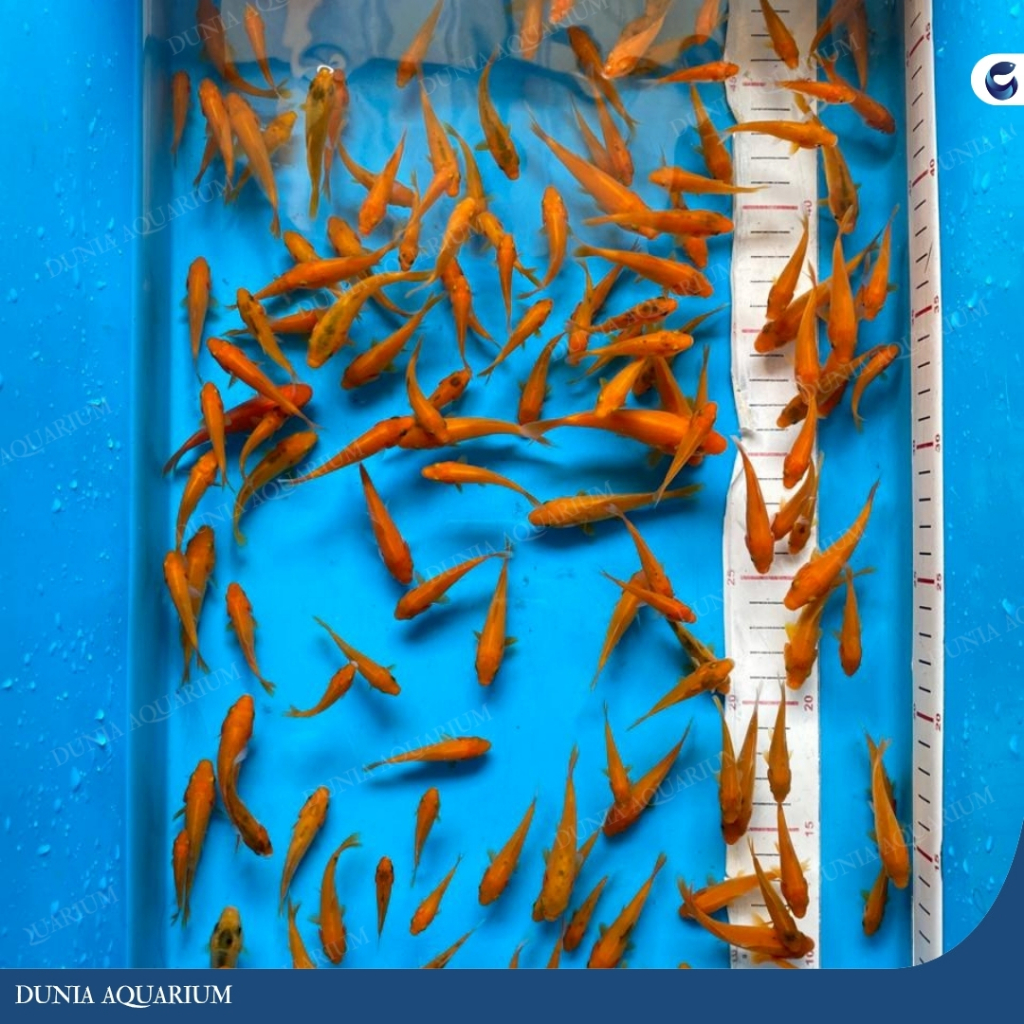 Anakan Ikan Mas Tombro 4-7 cm Isi 30 Ekor / Benih Ikan Mas Merah - Bibit Ikan Mas Tombro