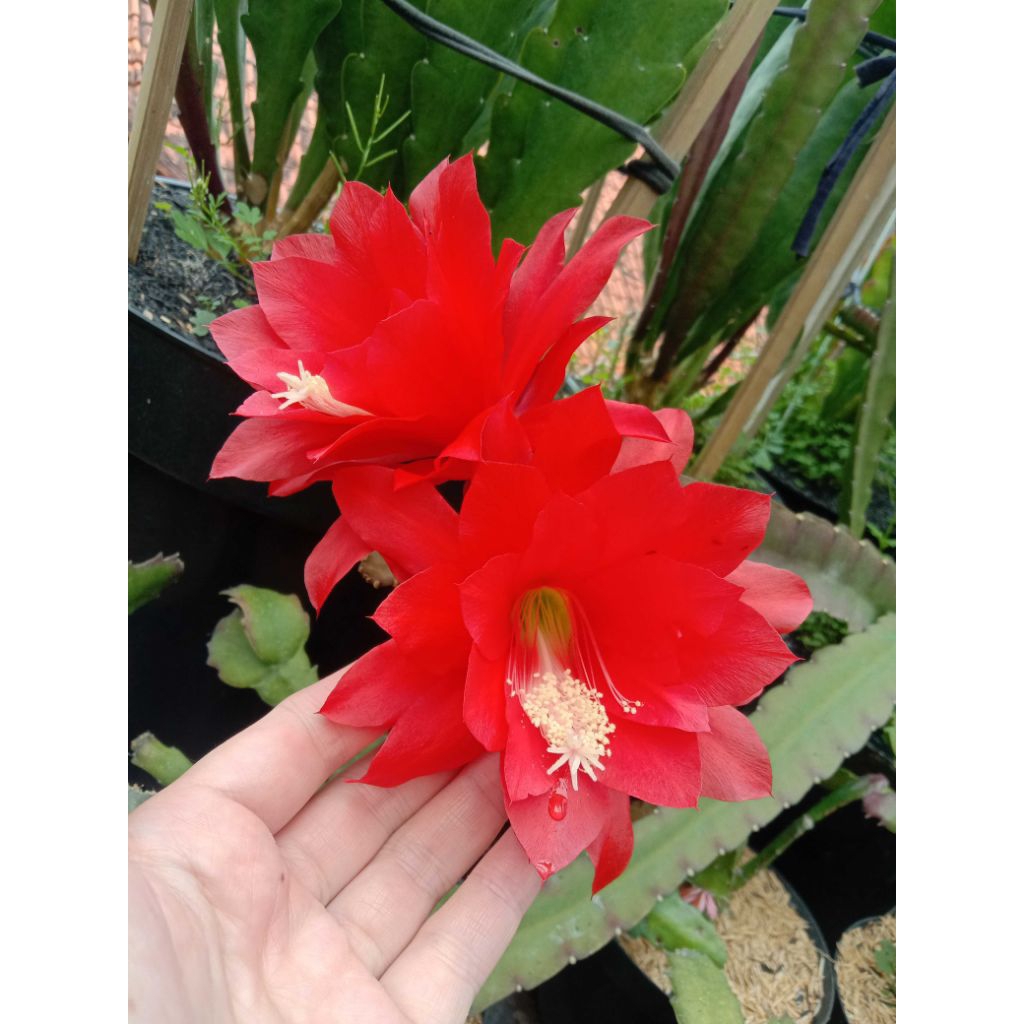 Wijayakusuma Merah (Ackermanii)