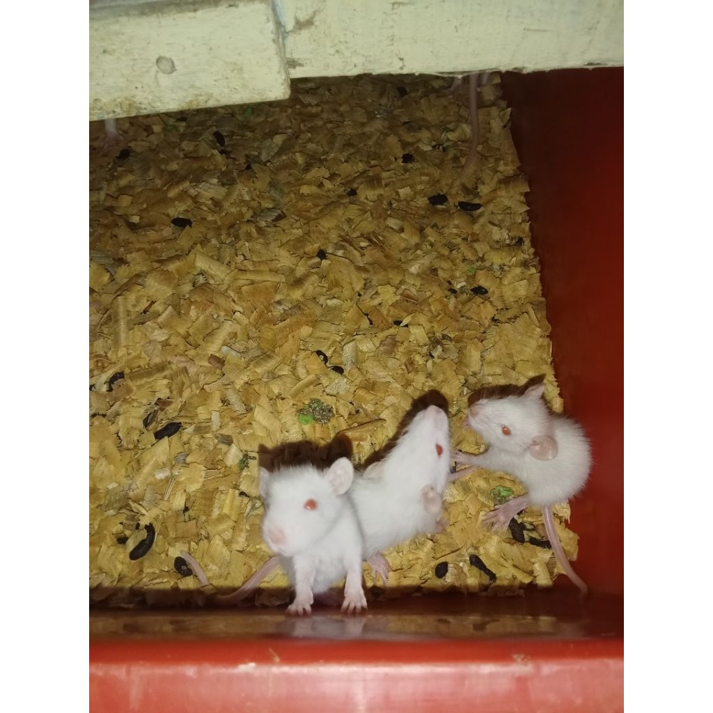 tikus rat sapih 25-35 -+ buat penelitian dan pakan reptil