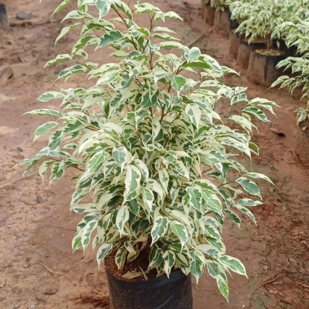 Tanaman beringin putih, atau Ficus benjamina variegata.