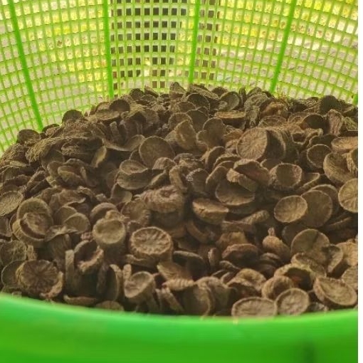 Pinang kering atau pinang Iris Papua