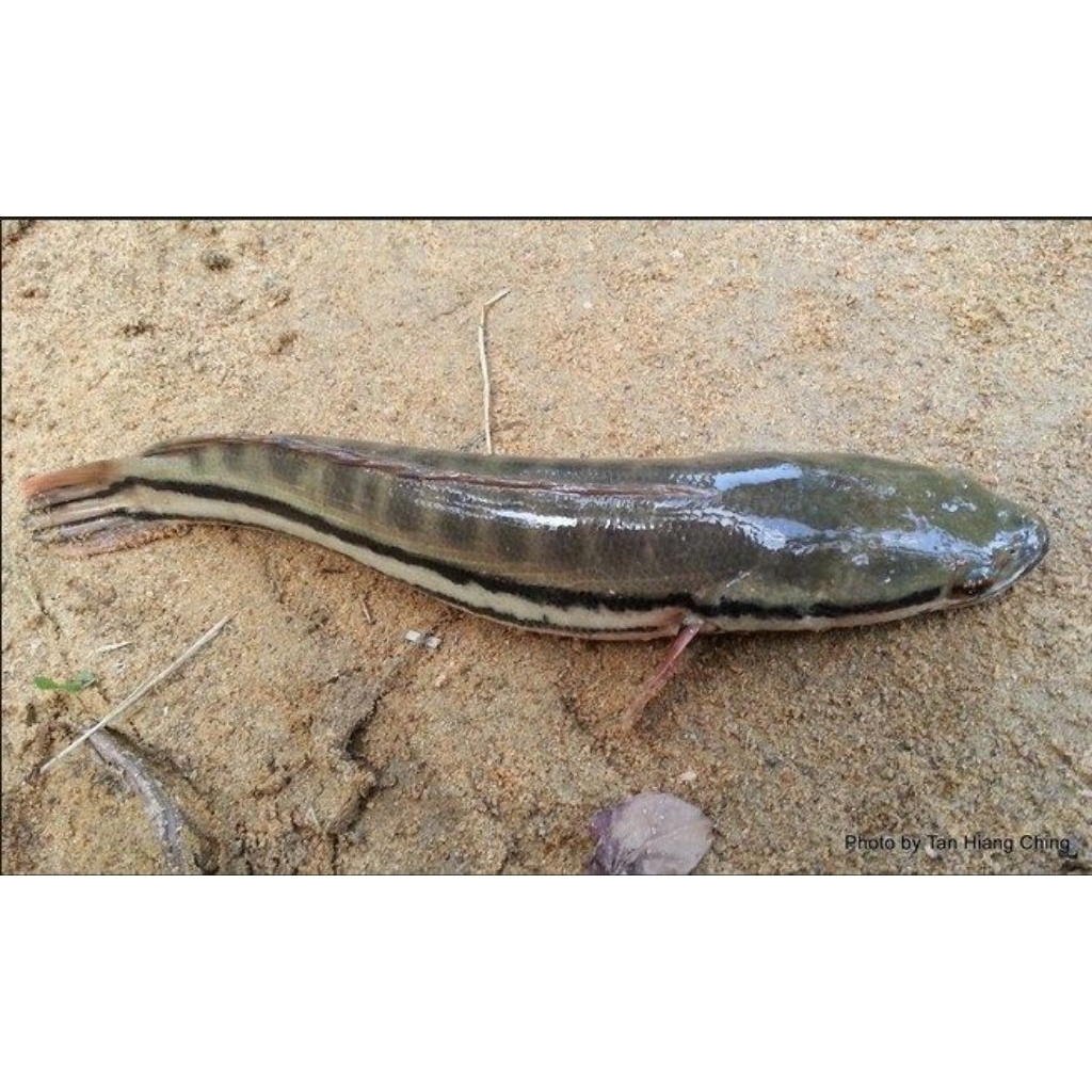 ikan hias gabus toman predator