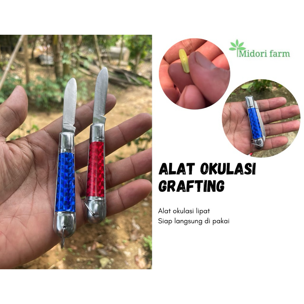 pisau okulasi grafting sudah tajam