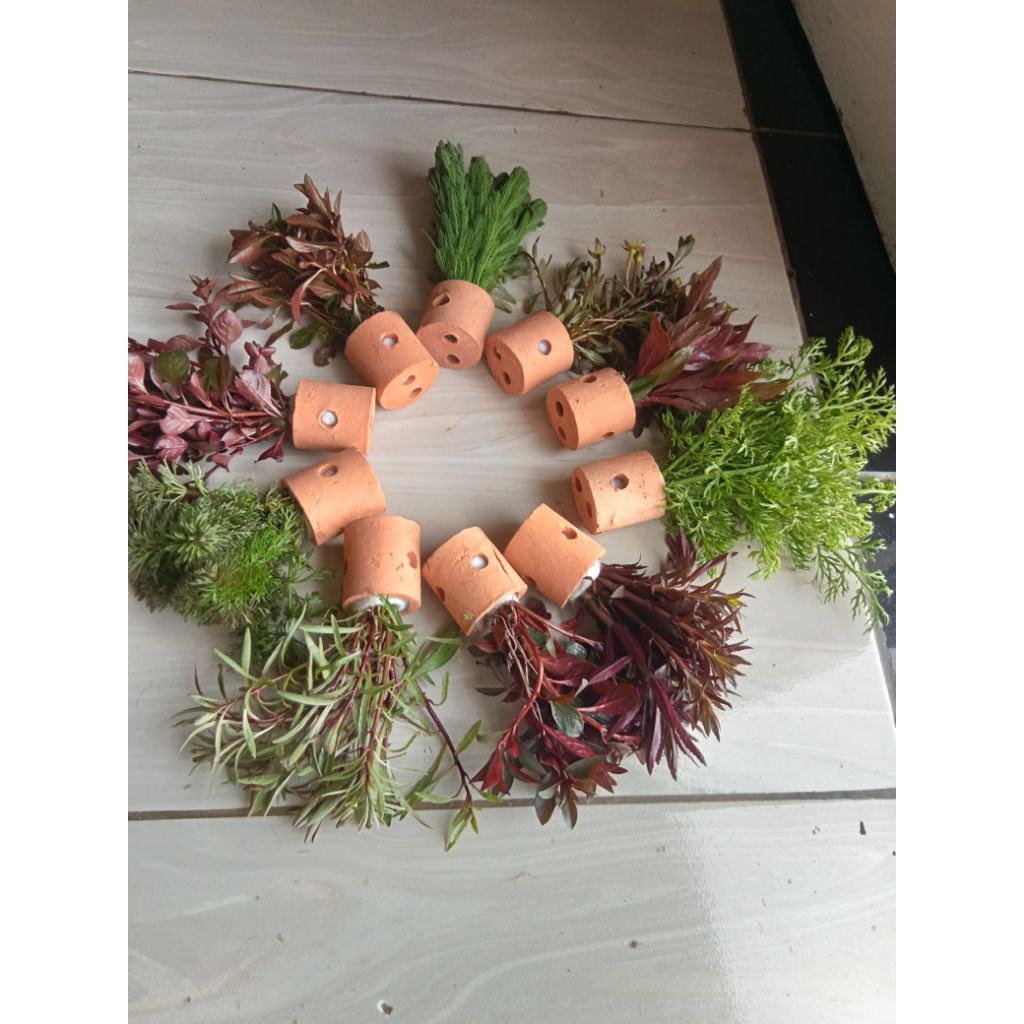 paket 10 pot 10 jenis tanaman hias aquarium