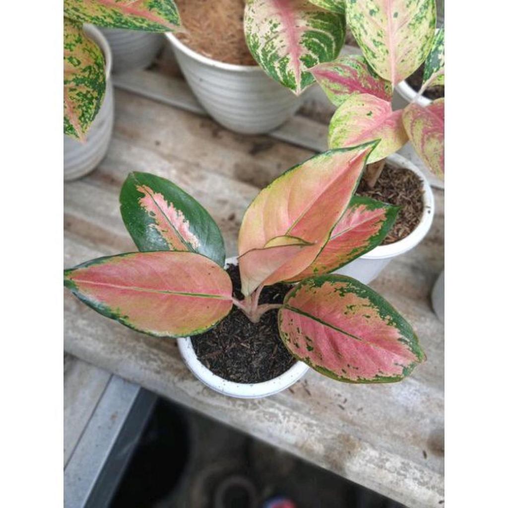 Aglonema Kochin monvori/ kochin Tembaga Dewasa 6-9 Daun