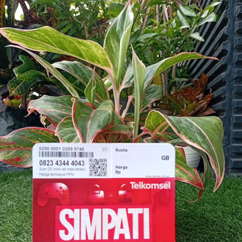 Nomor cantik kartu perdana Telkomsel Simpati triple PROMO MURAH 08 234 3 444 xxx