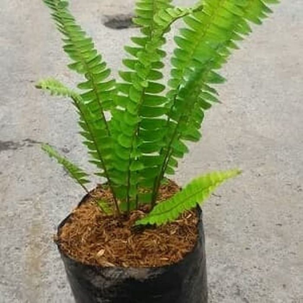 pakis Boston tanaman hias gantung per polybag