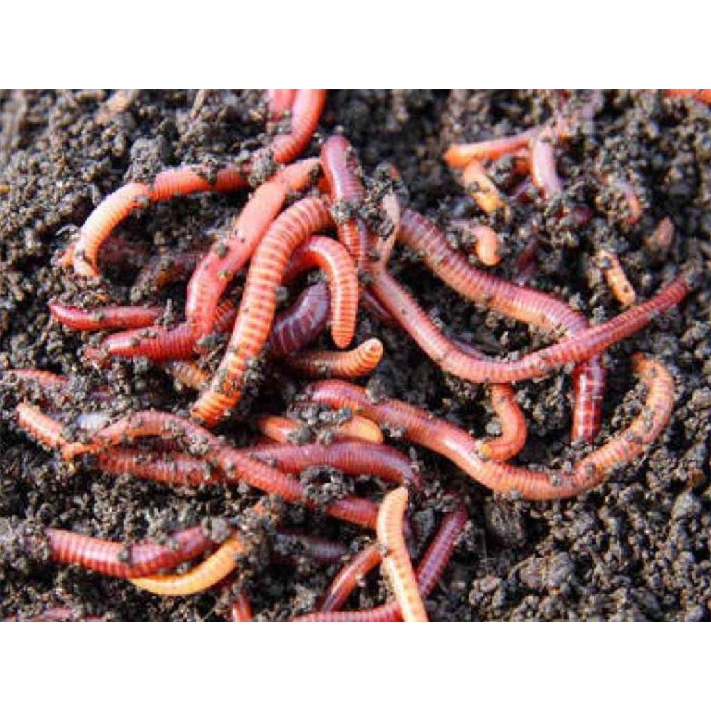 cacing tanah pakan chana ikan hias (pakan pembesaran)