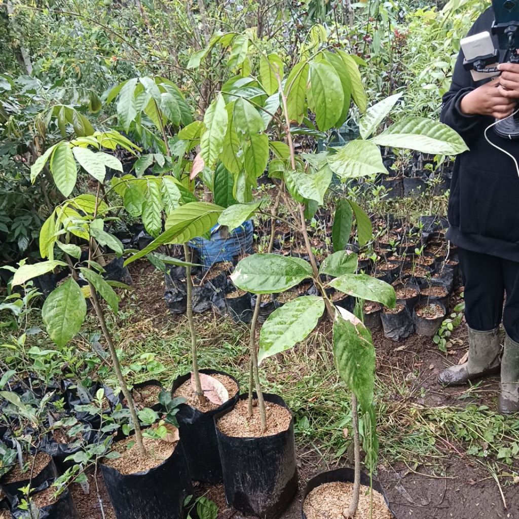 Tanaman Lokong / Duku Thailand