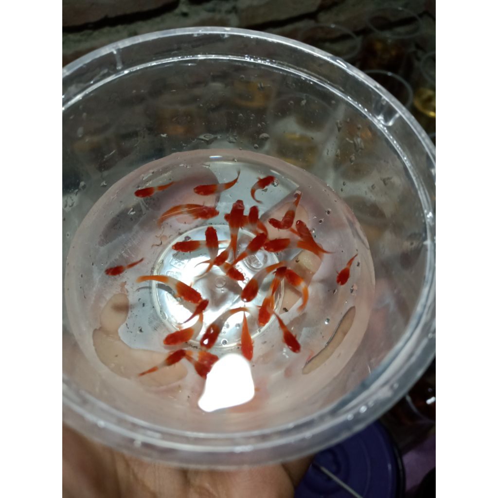 Platy kohaku dan sanke swordtail (bibit)