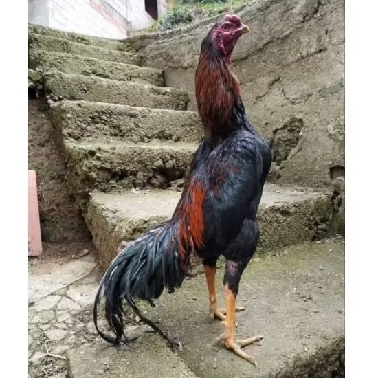 Bibit ayam shamo bangkok thailand (TELUR)