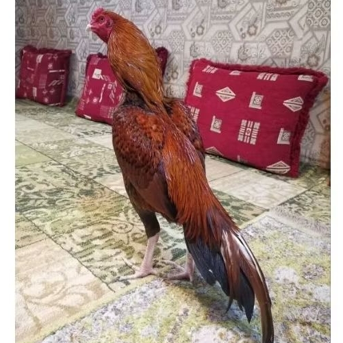 Telur Ayam Shamo fertil Eropa Original (TERMURAH)