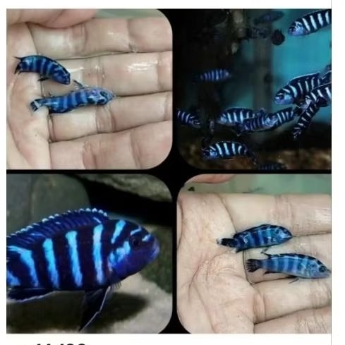 Demasoni ikan hias cichlid tangkmate