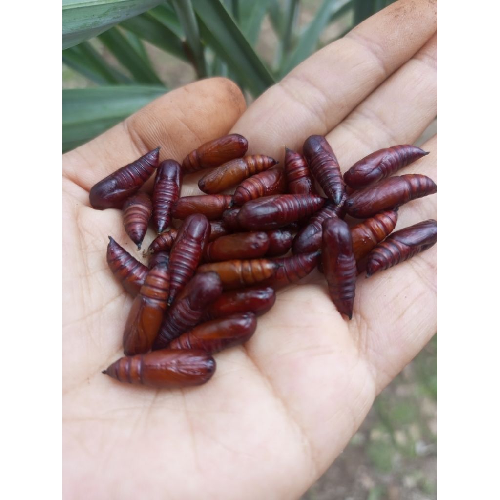 pelor jati/entung jati isi 40biji/paket (baca deskripsi)