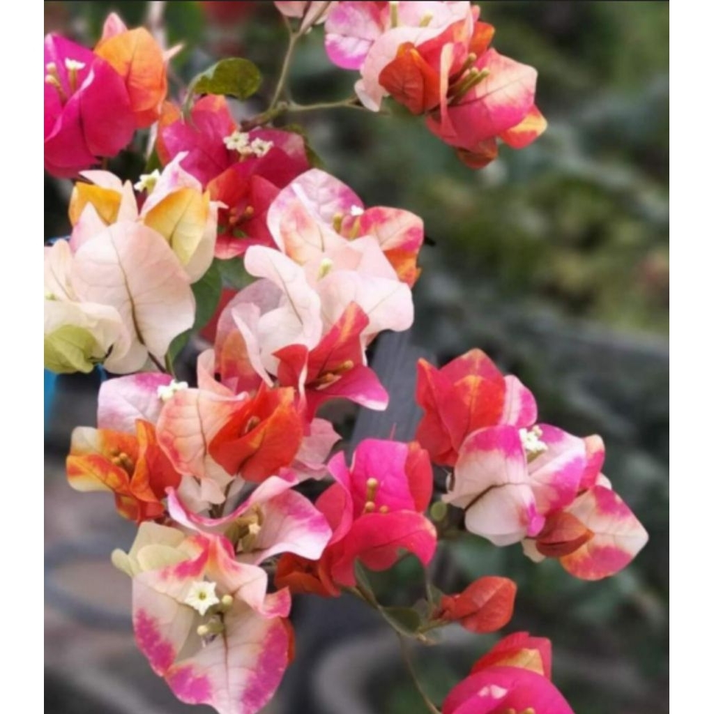 bibit bugenville sufia india rimbun