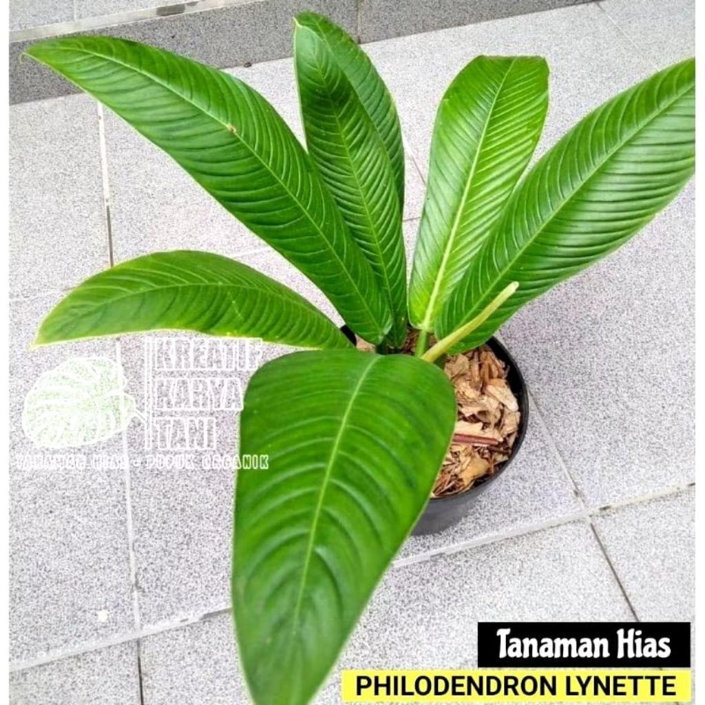 Tanaman Hias Philodendron lynette Philo linet  Philodendron Lynette