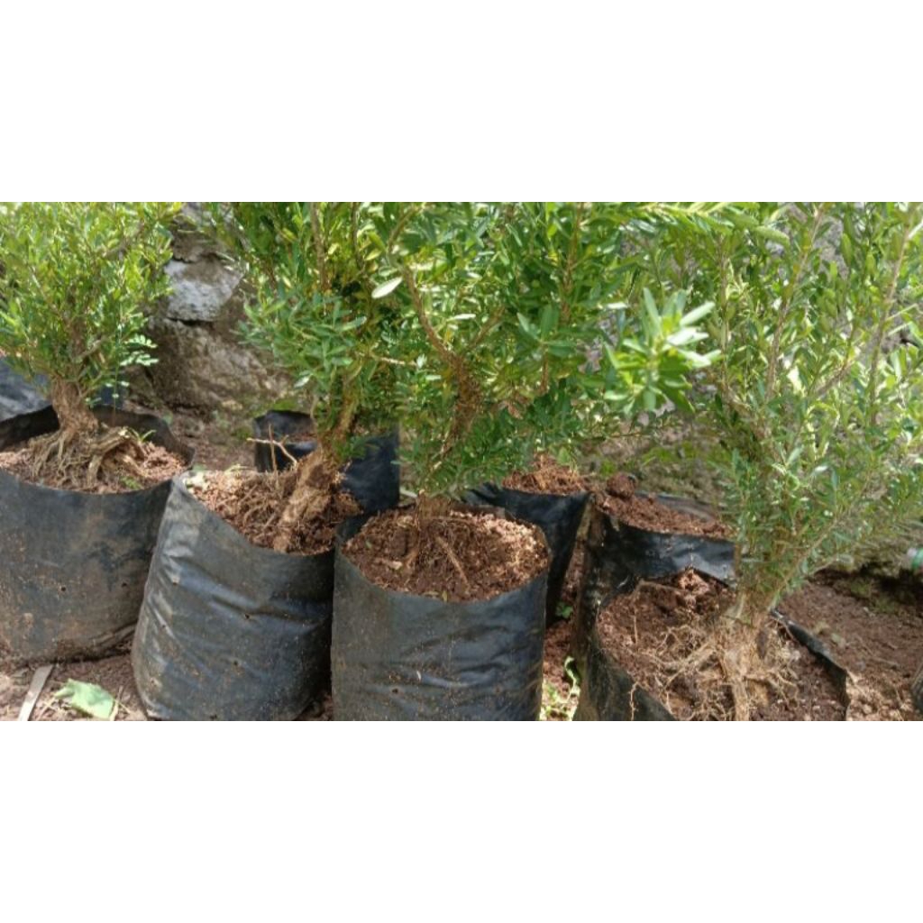 Tanaman boxus / bonsai boxus / bahan bonsai boxus